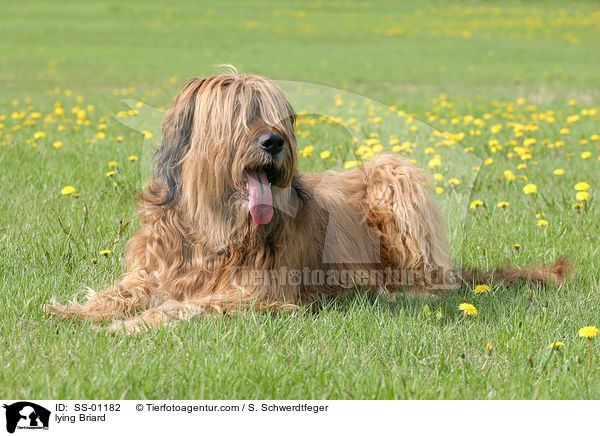 liegender Briard / lying Briard / SS-01182