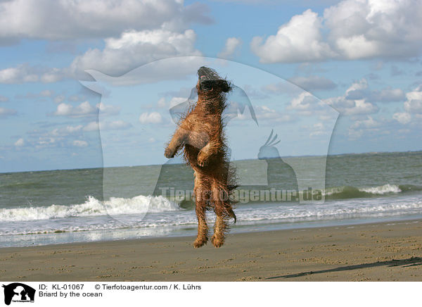 Briard by the ocean / KL-01067