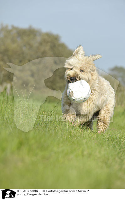 junger Briard / young Berger de Brie / AP-09396