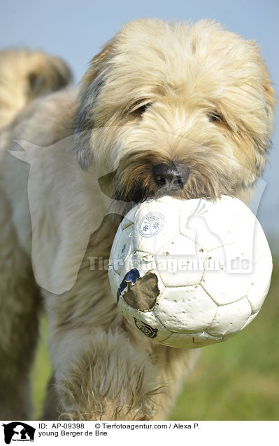 junger Briard / young Berger de Brie / AP-09398
