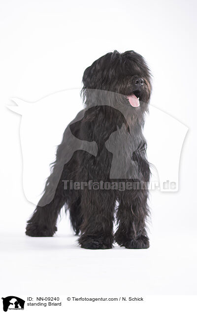 stehender Briard / standing Briard / NN-09240