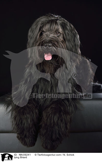 liegender Briard / lying Briard / NN-09241