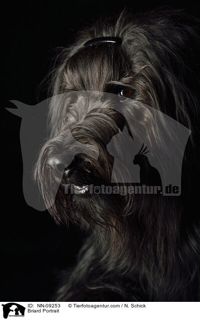 Briard Portrait / Briard Portrait / NN-09253
