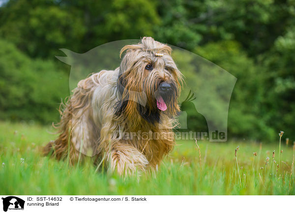 rennender Briard / running Briard / SST-14632