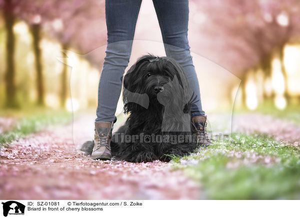 Briard vor Kirschblten / Briard in front of cherry blossoms / SZ-01081