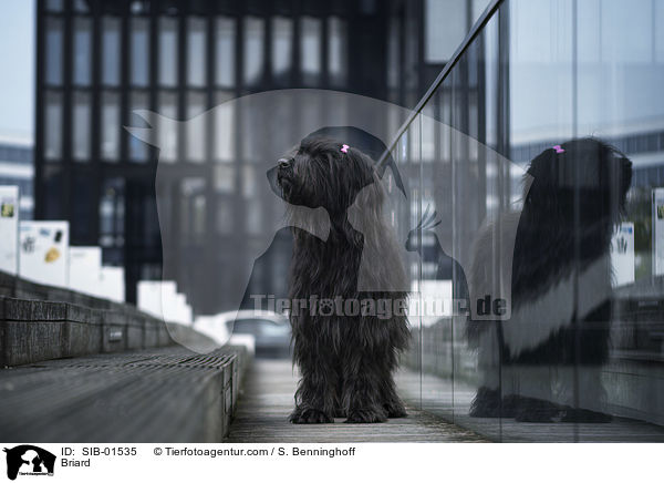 Briard / Briard / SIB-01535