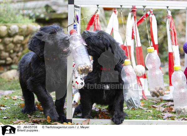 Briard puppies / JM-05708