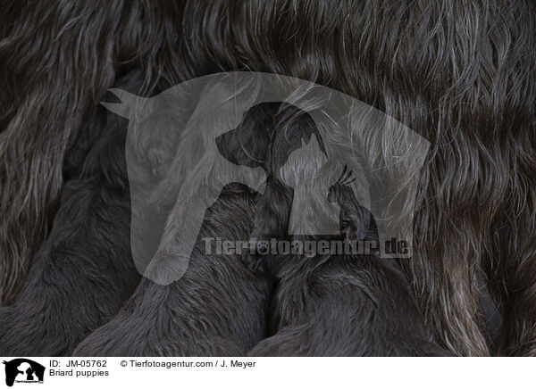 Briard puppies / JM-05762