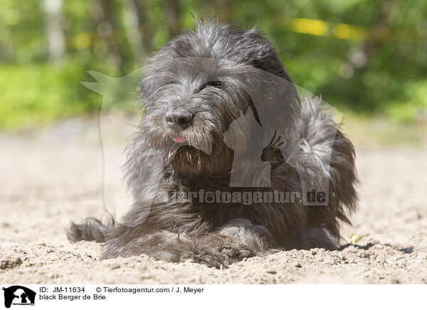 schwarzer Briard / black Berger de Brie / JM-11634