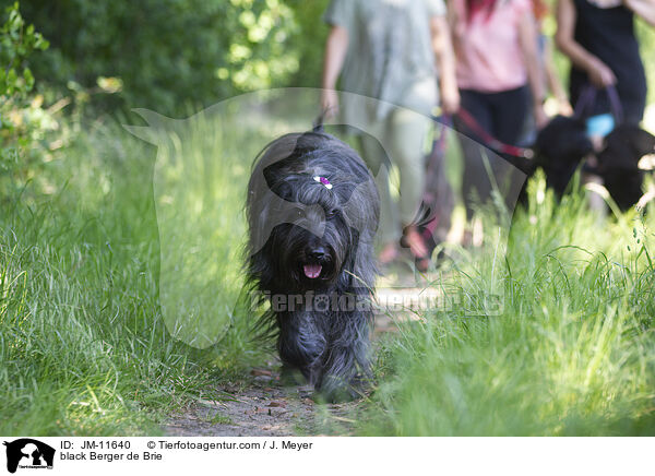 schwarzer Briard / black Berger de Brie / JM-11640