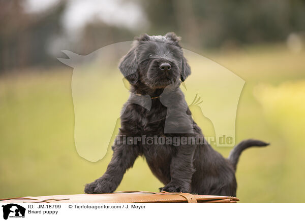 Briard Welpe / Briard puppy / JM-18799