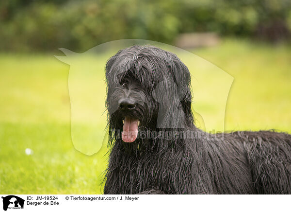 Briard / Berger de Brie / JM-19524