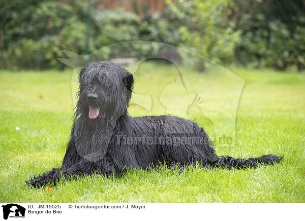 Briard / Berger de Brie / JM-19525