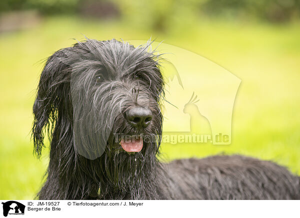 Briard / Berger de Brie / JM-19527