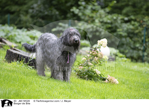 Briard / Berger de Brie / JM-19528