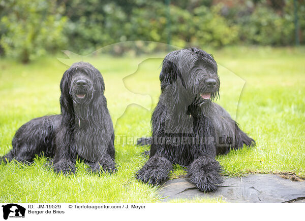 Briards / Berger de Bries / JM-19529