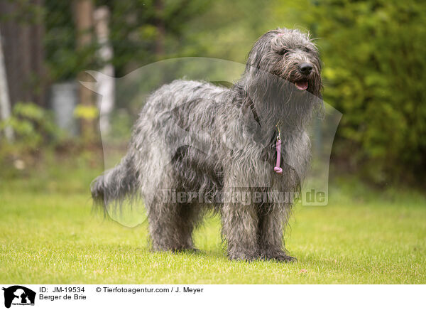 Briard / Berger de Brie / JM-19534