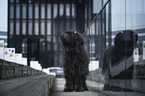 Briard