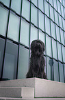 sitting Briard