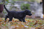 Briard puppy