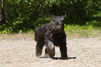 black Berger de Brie