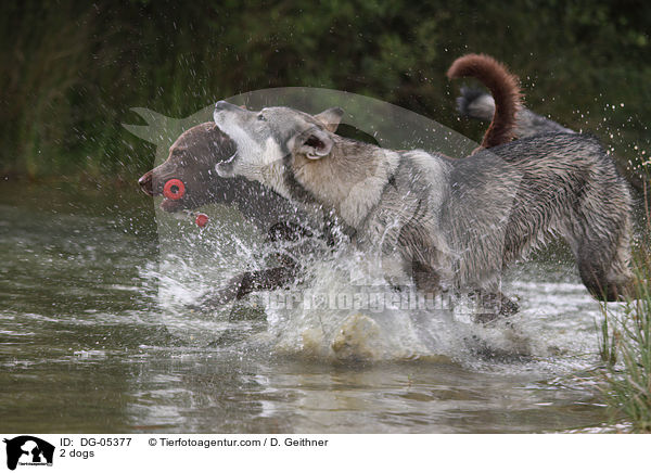2 dogs / DG-05377