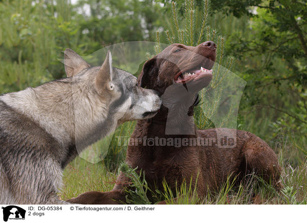 2 dogs / DG-05384