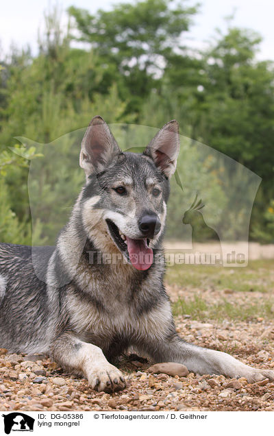 lying mongrel / DG-05386