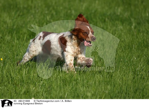 running Epagneul Breton / AB-01886