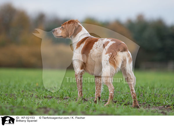 Epagneul Breton / Brittany Spaniel / KF-02153