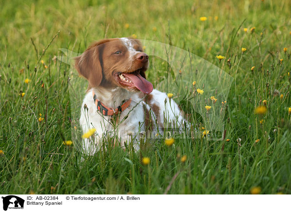 Epagneul Breton / Brittany Spaniel / AB-02384