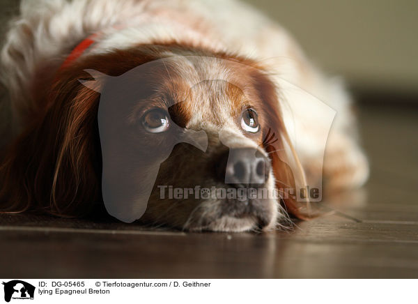liegender Epagneul Breton / lying Epagneul Breton / DG-05465
