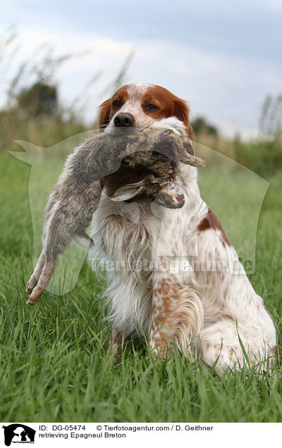 retrieving Epagneul Breton / DG-05474