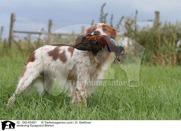 retrieving Epagneul Breton / DG-05481