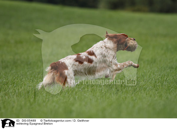 retrieving Epagneul Breton / DG-05489