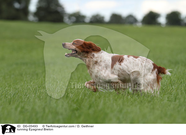 rennender Epagneul Breton / running Epagneul Breton / DG-05493