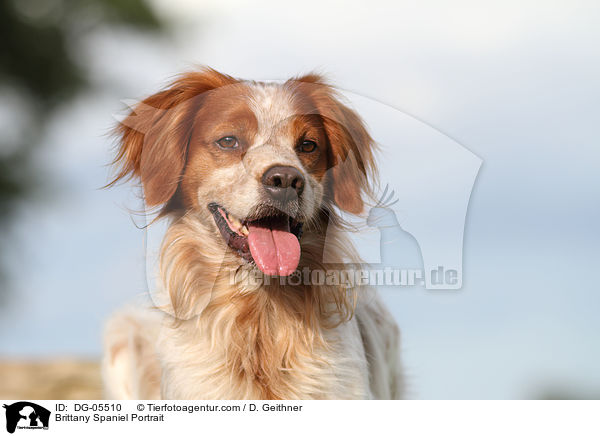 Epagneul Breton Portrait / Brittany Spaniel Portrait / DG-05510