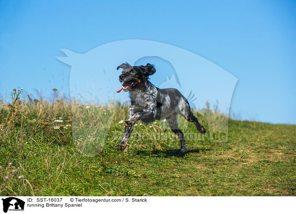rennender Epagneul Breton / running Brittany Spaniel / SST-16037