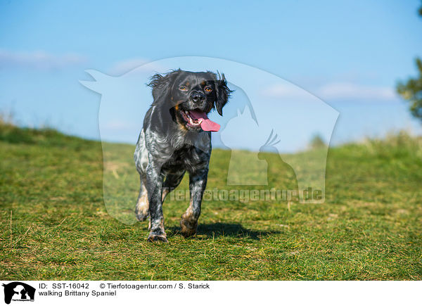 laufender Epagneul Breton / walking Brittany Spaniel / SST-16042