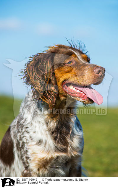Epagneul Breton Portrait / Brittany Spaniel Portrait / SST-16046
