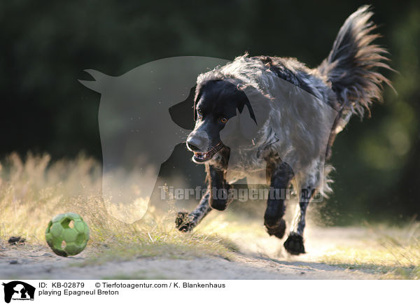 spielender Epagneul Breton / playing Epagneul Breton / KB-02879