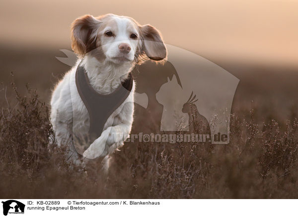 rennender Epagneul Breton / running Epagneul Breton / KB-02889