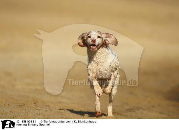 rennender Epagneul Breton / running Brittany Spaniel / KB-03831