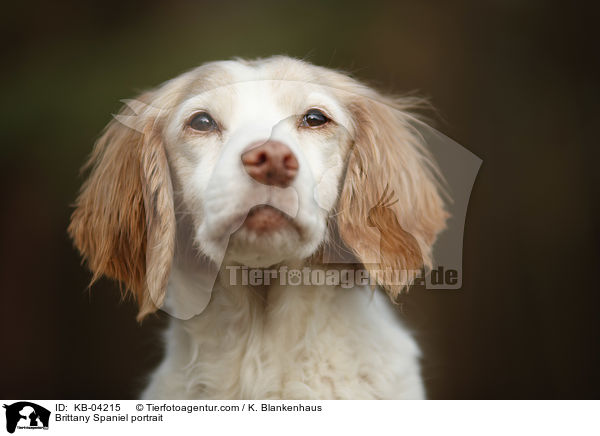 Epagneul Breton Portrait / Brittany Spaniel portrait / KB-04215