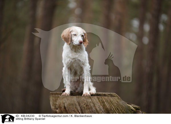 sitzender Epagneul Breton / sitting Brittany Spaniel / KB-04230