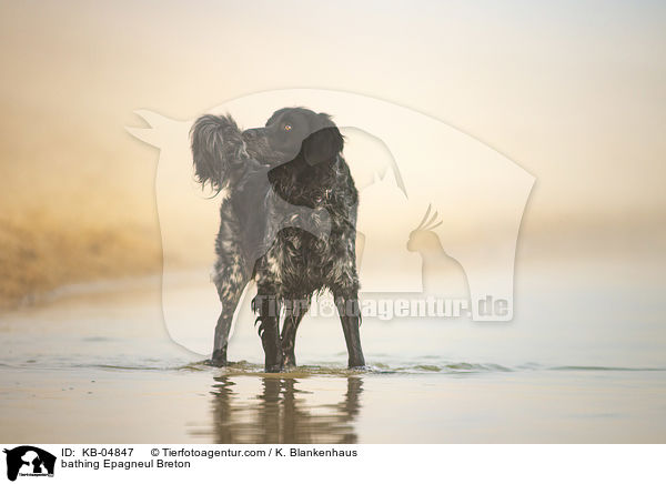 badender Epagneul Breton / bathing Epagneul Breton / KB-04847