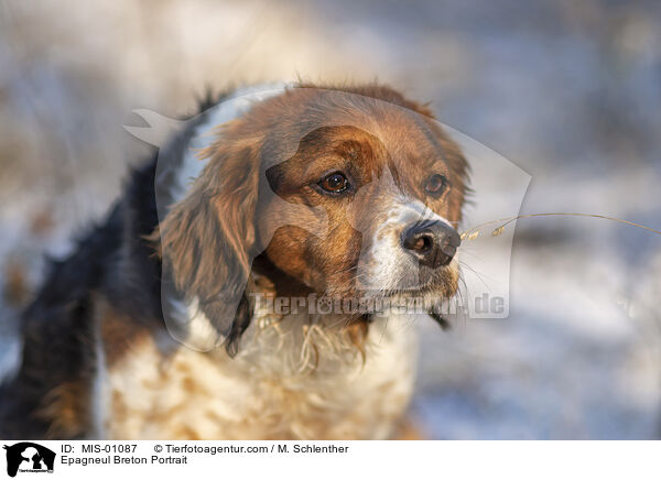 Epagneul Breton Portrait / Epagneul Breton Portrait / MIS-01087