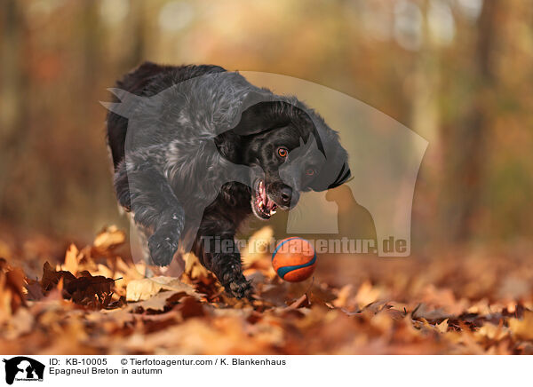 Epagneul Breton im Herbst / Epagneul Breton in autumn / KB-10005