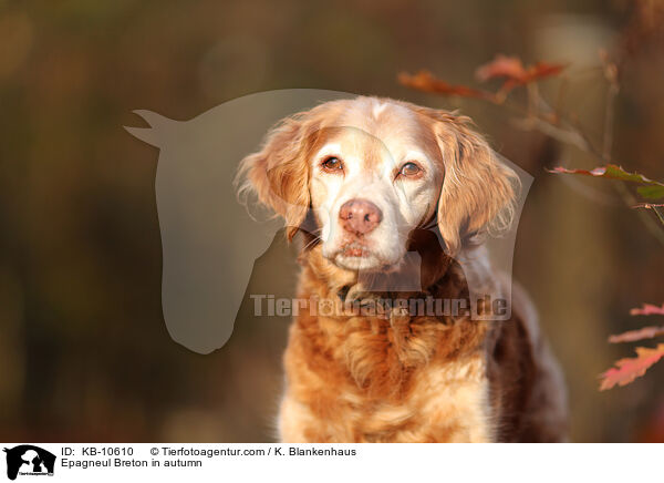 Epagneul Breton im Herbst / Epagneul Breton in autumn / KB-10610