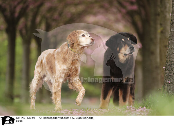Hunde / dogs / KB-13959